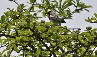 Chestnut-sided Warbler