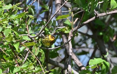 ^Cape May Warblers