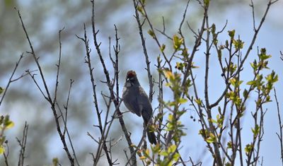 Green-tailed Towhee