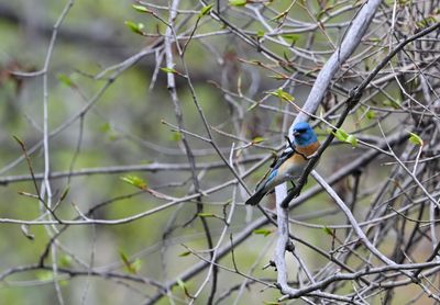 Lazuli Bunting (Male)