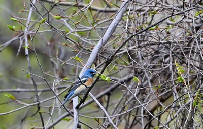 Lazuli Bunting (Male)