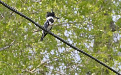 Belted Kingfisher (Female)