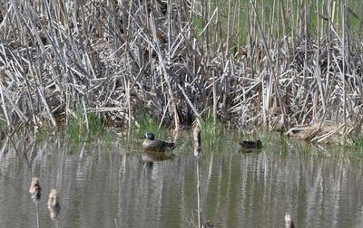 Blue-winged Teal