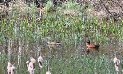 Cinnamon Teal (pair)