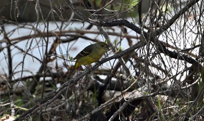 Western Tanager (F)