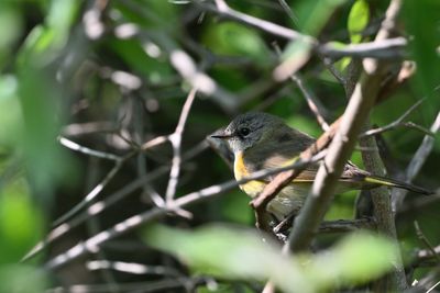 American Redstart