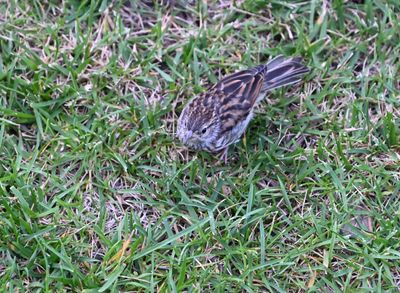 Chipping Sparrow (Immature)