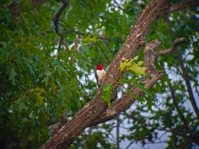 Red-headed Woodpecker