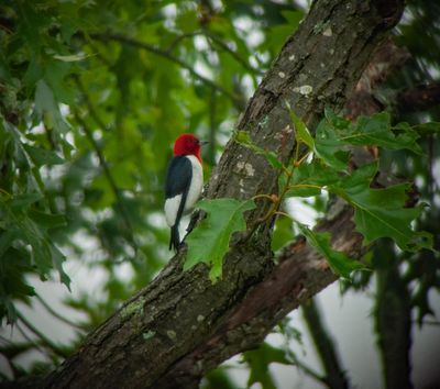 Red-headed Woodpecker