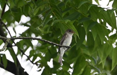 Eastern Wood-Pewee