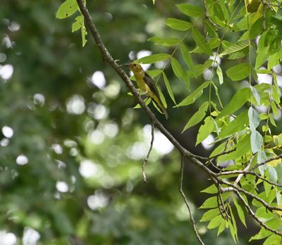 Scarlet Tanager (non-breeding Male)