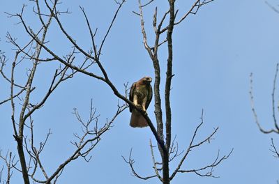 Red-tailed Hawk (Dark Morph)