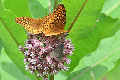 Great Spangled Fratillary & Virginia Ctenucha Moth