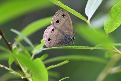 Little wood sntyr Butterfly