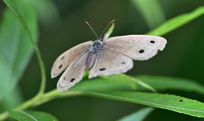 Little wood sntyr Butterfly