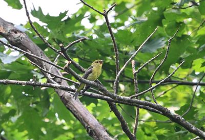 Scarlet Tanager (F)
