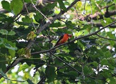 Scarlet Tanager (M)