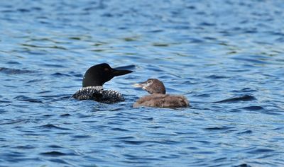 Common Loon with Juvenile