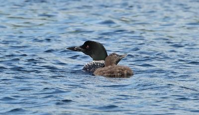 Common Loon (Juvenile) & Adult