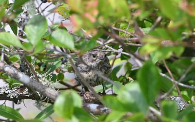Yellow-rumped Warbler (Immature)