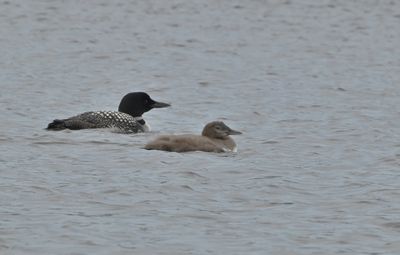 Common Loon with Juvenile