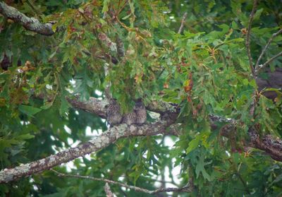 Three Fledged Eastern Bluebirds