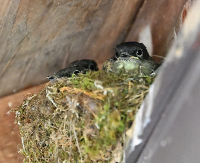 Eastern Phoebe (nestlings)