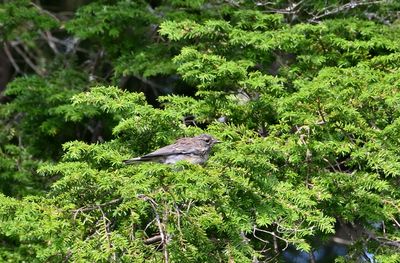 Yellow-rumped Warbler (Immature)