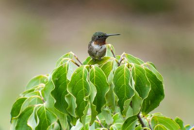 Ruby-throated Hummingbird (M)