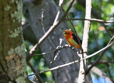 Scarlet Tanager (Molting Male)