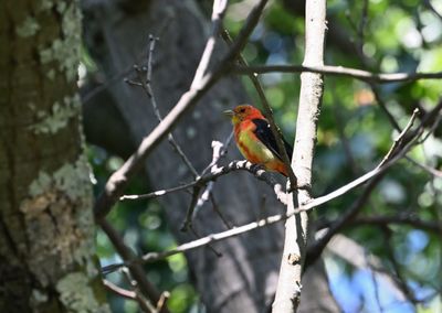 Scarlet Tanager (Molting Male)