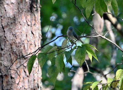 Blue-gray Gnatcatcher