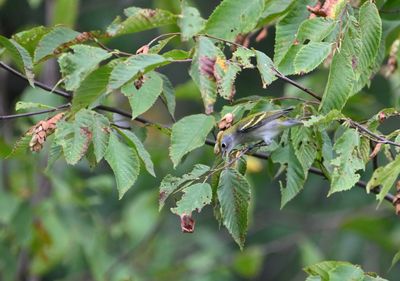 Chestnut-sided Warbler