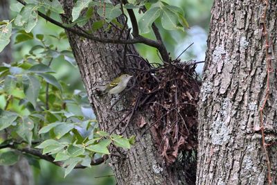 Chestnut-sided Warbler