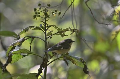 Black-throated Blue Warbler