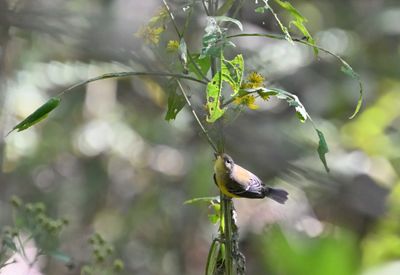 Magnolia Warbler