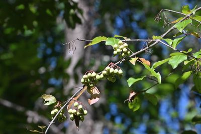 Rusty Blackhaw (Viburnum rufidulum)