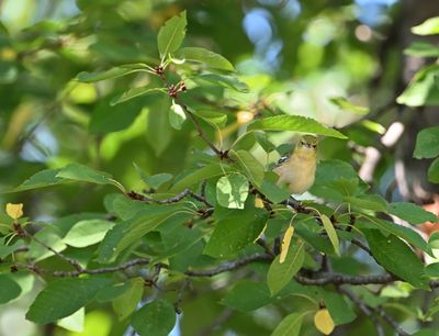 Immature Bay-breasted Warbler