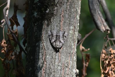 Old Wife Underwing Moth (Catocala palaeogama)