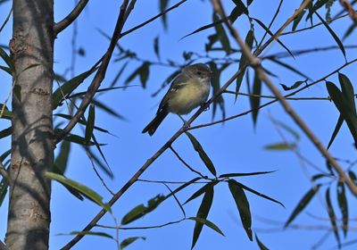 White-eyed Vireo (Immature)