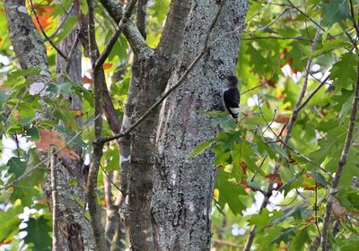 Red-headed Woodpecker