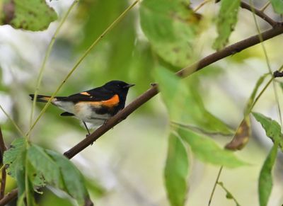 American Redstart Warbler