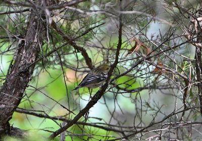 Blackpoll Warbler