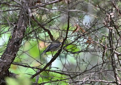 Blackpoll Warbler