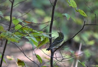 Blackpoll Warbler