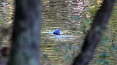 North American River Otter