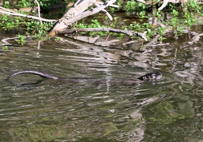 North American River Otter