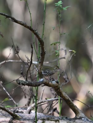 Ovenbird