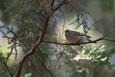 Golden-crowned Kinglet