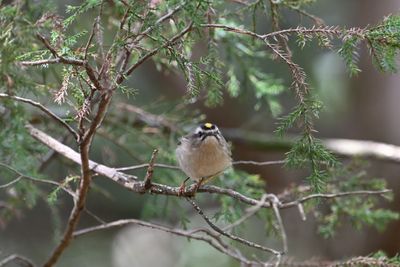 Golden-crowned Kinglet